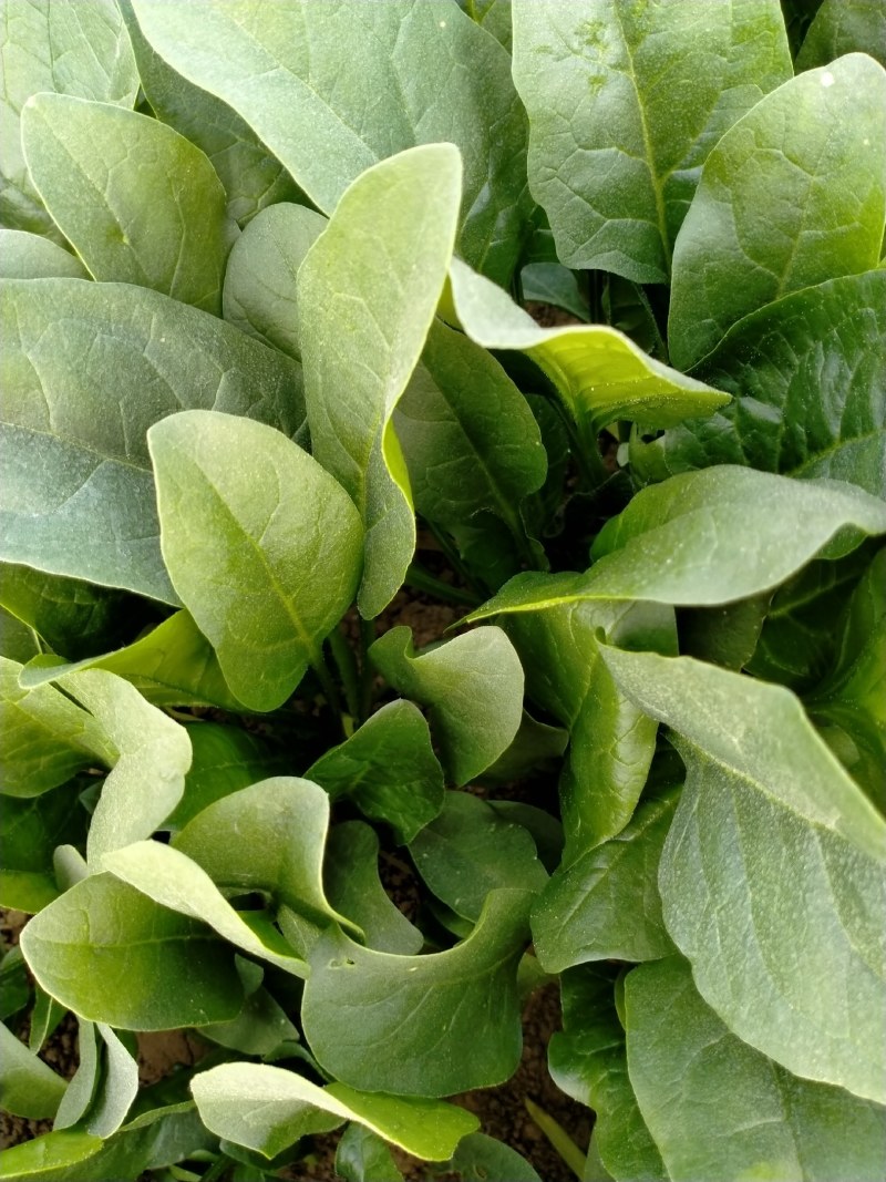 精品大棚菠菜、专业团队价格美丽