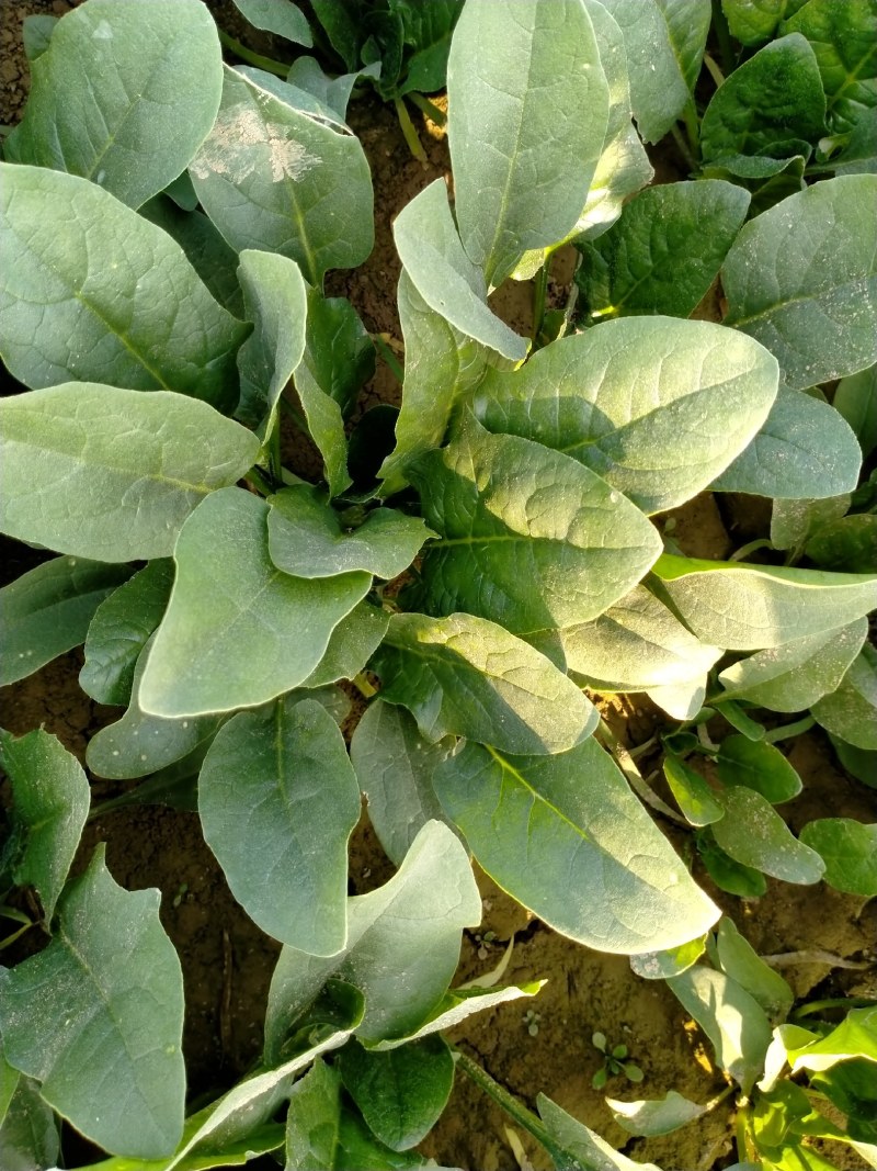 精品大棚菠菜、专业团队价格美丽