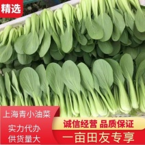 上海青万亩基地我们只做精品青菜大型冷库