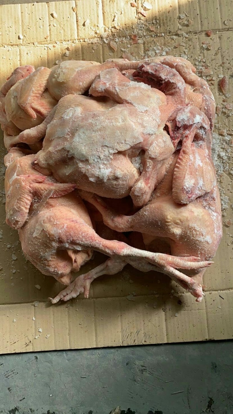 大白条肉食鸡，抛货，不拿真亏常厂家直接发货