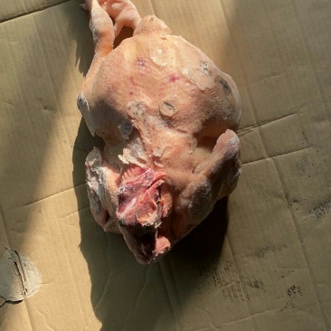 大白条肉食鸡，抛货，不拿真亏常厂家直接发货