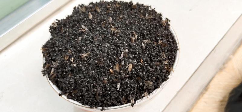 贵州野生精品黑蚂蚁干货