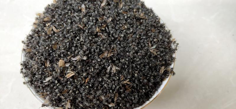 贵州野生精品黑蚂蚁干货