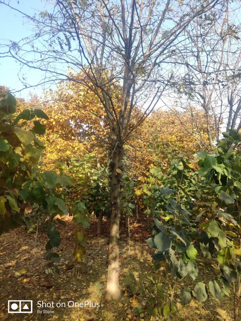 皂角刺原产地采摘，支持视频验货，发货，每年采摘一次