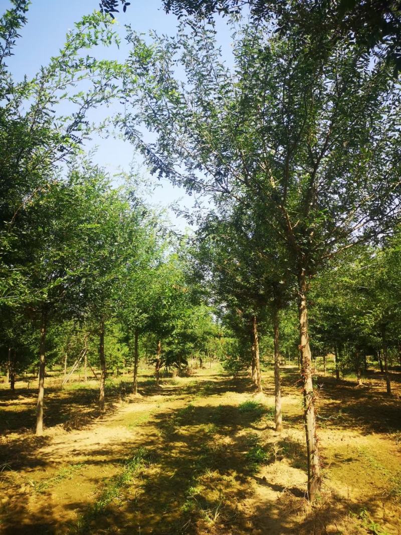 皂角刺原产地采摘，支持视频验货，发货，每年采摘一次