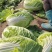 河北玉田白菜大量供应北京3号玲珑黄系列质量三包