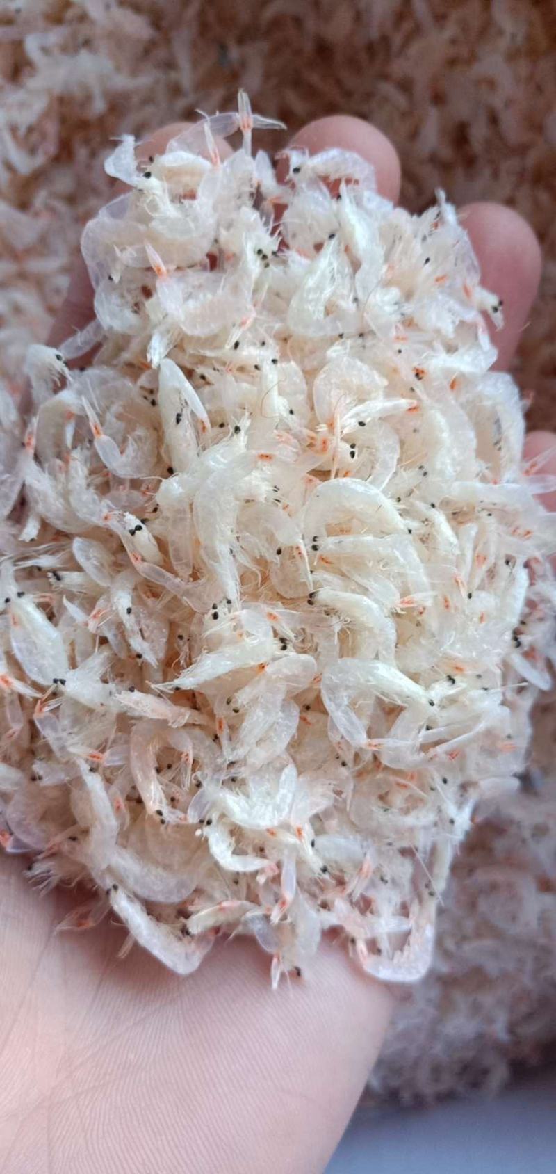 精品淡干无盐虾皮，毛虾，一手货源诚信经营，批发为主！
