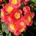 玫瑰海棠花，永福产地供应，一手货源，品质保证，价格优