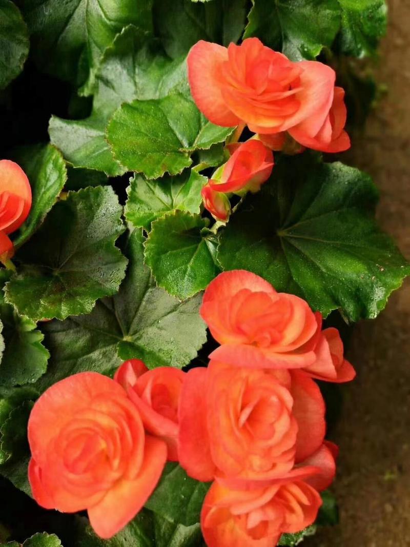 玫瑰海棠花，永福产地供应，一手货源，品质保证，价格优