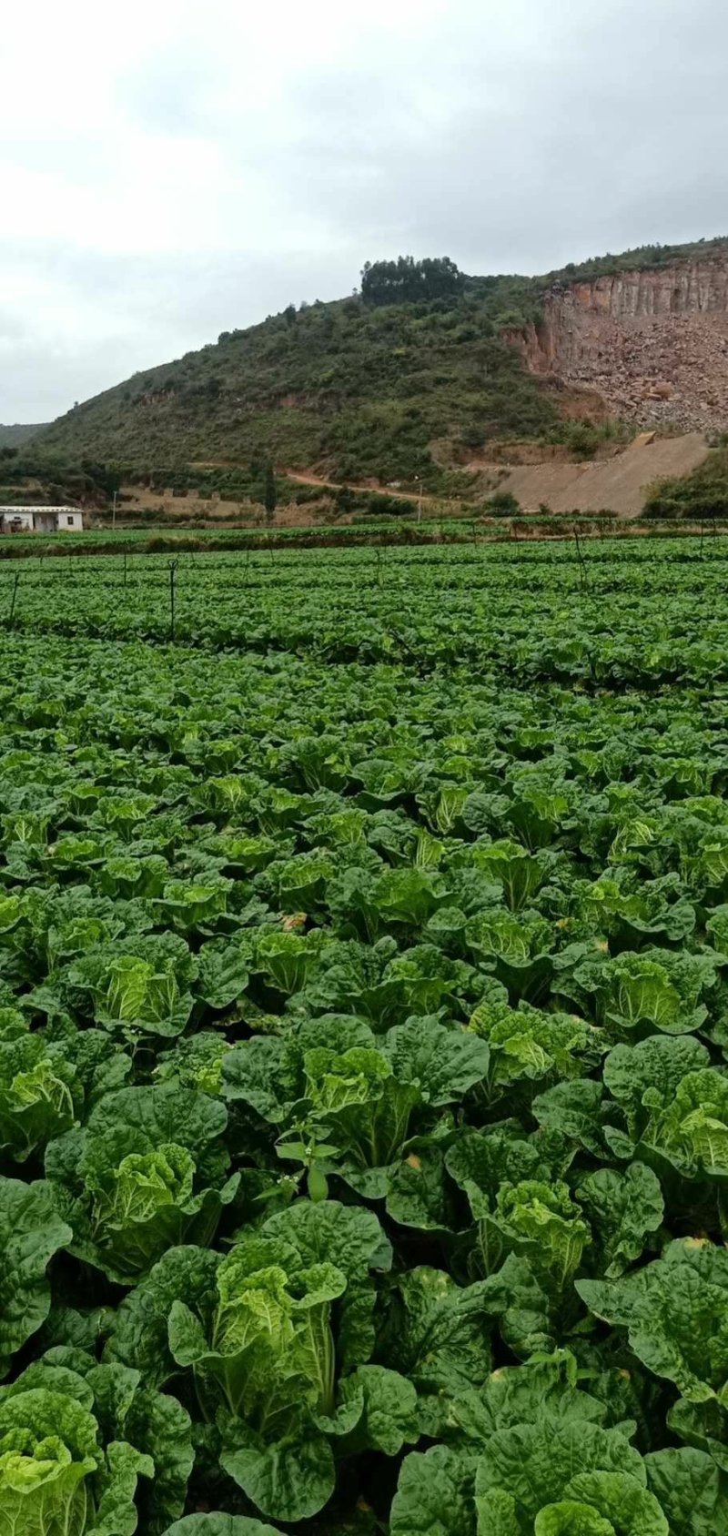 德高山地大白菜