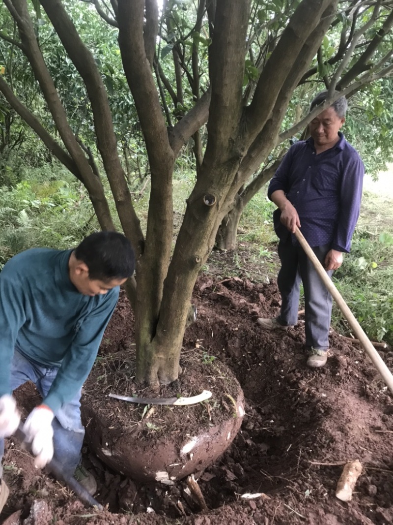 柚子树地径8-20公分