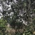 柚子树地径8-20公分