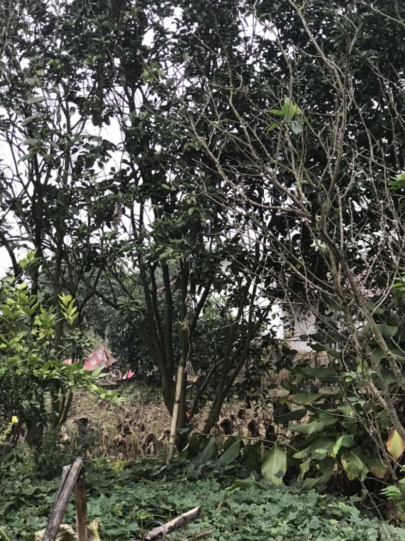 柚子树地径8-20公分