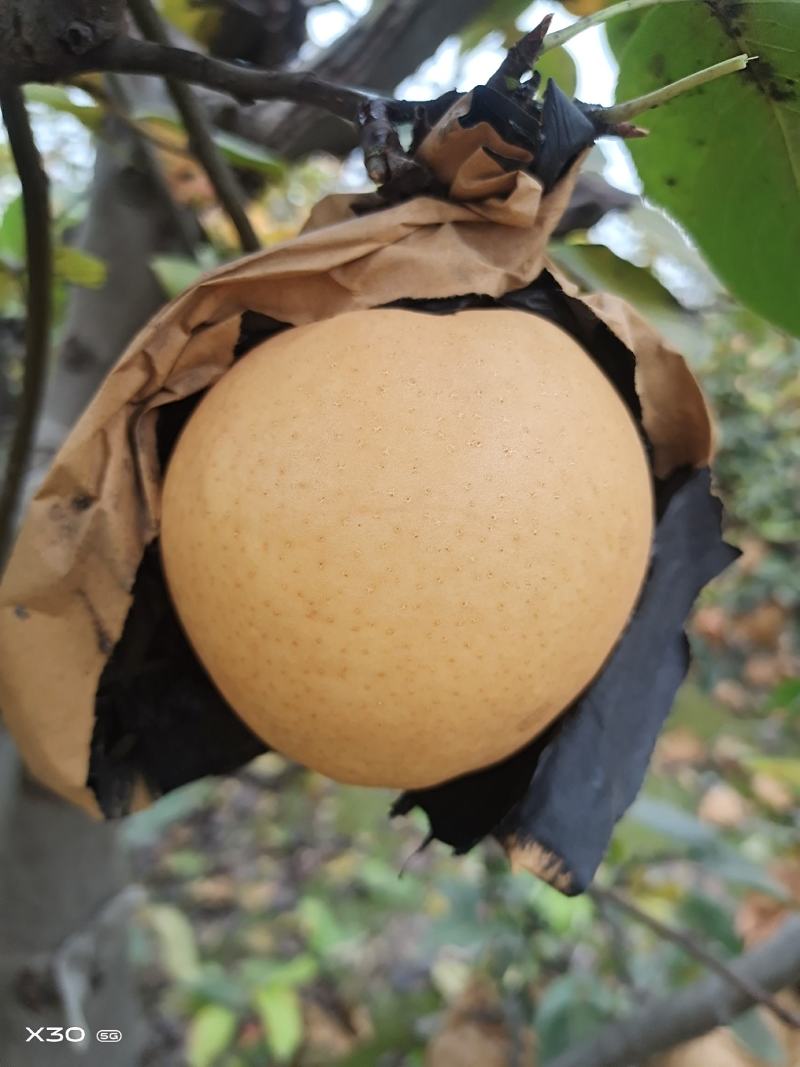 晚秋黄梨，核小无渣，色泽鲜，果面干净。
