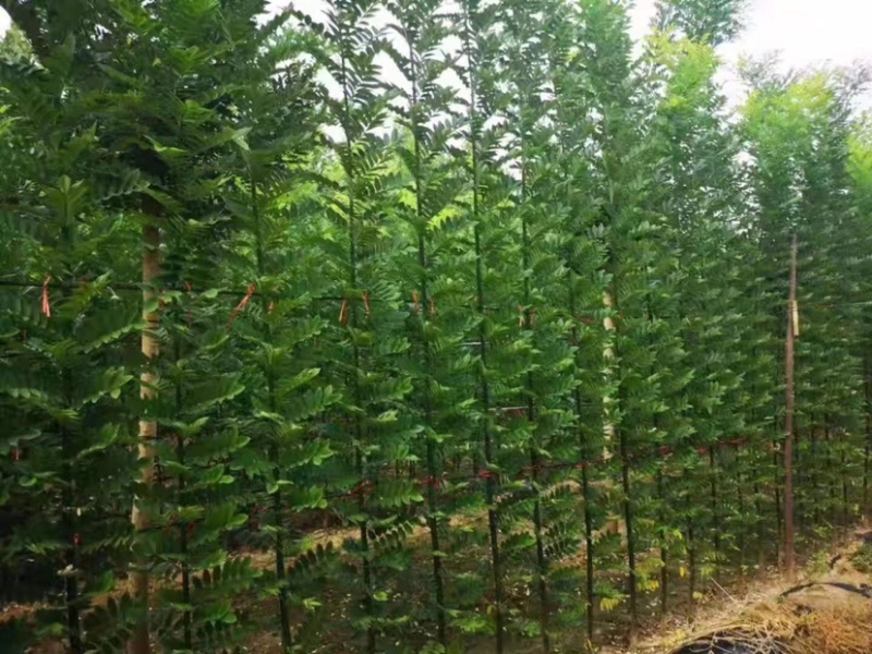 景秀园林供应淑女国槐小苗价格优惠出现货供应欢迎咨询