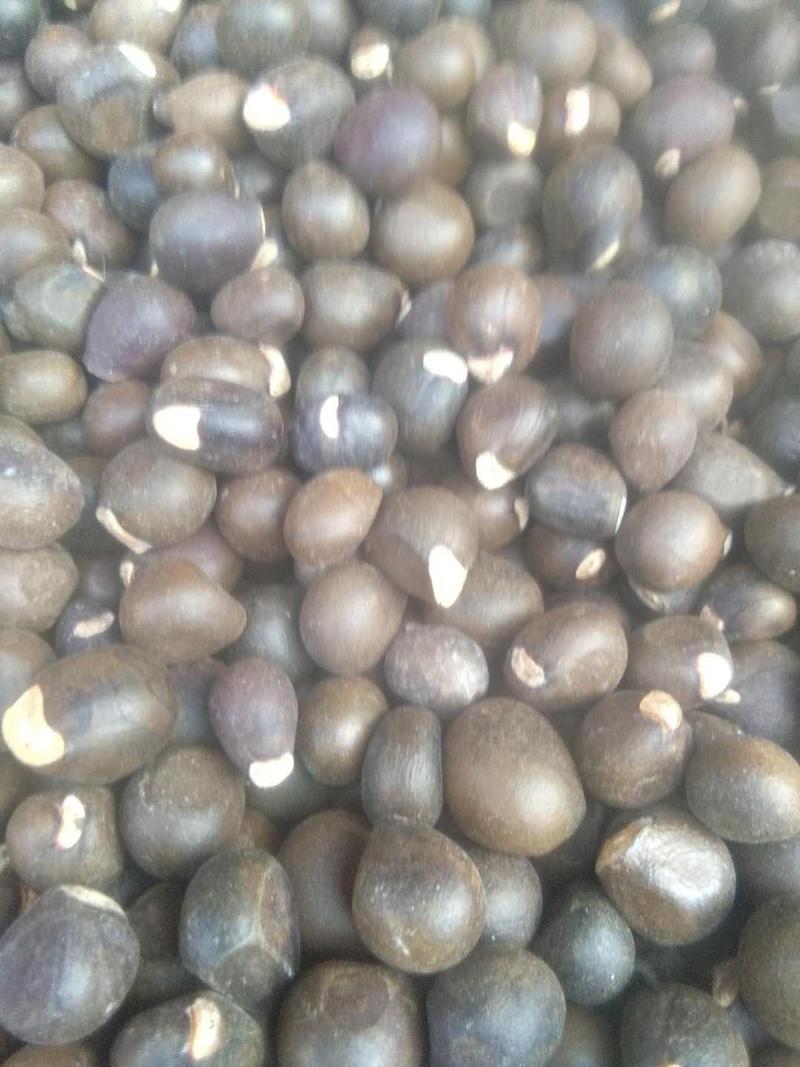甘肃文冠果种子产地直供，出芽率高，颗粒饱满