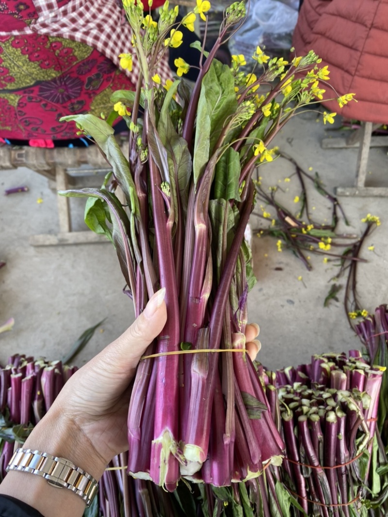 红菜苔20~30厘米