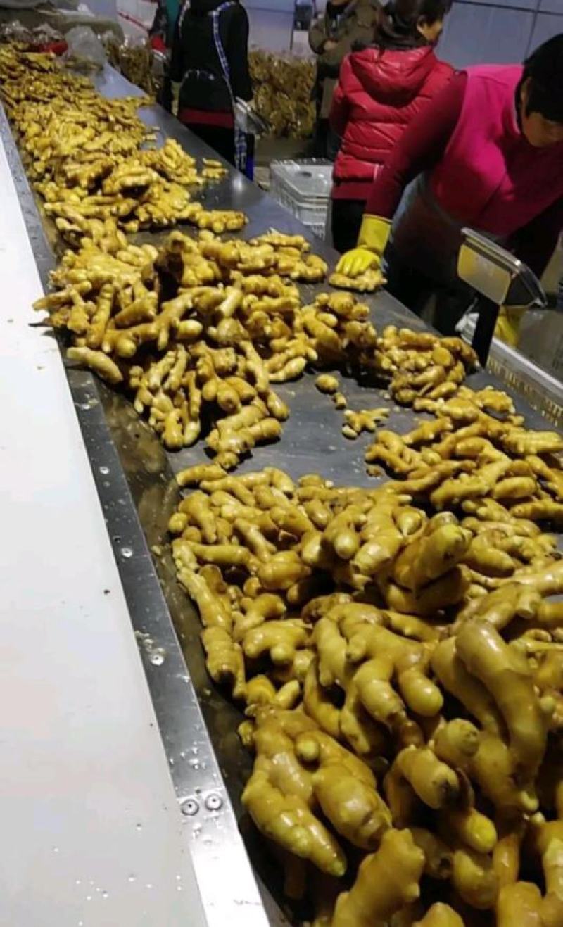生姜价格生姜产地一手货源电商供货见货谈价
