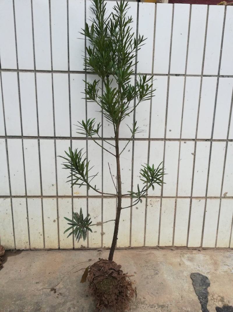 批发罗汉松小苗，造型罗汉松，罗汉松价格，小规格造型罗汉松
