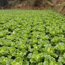 贵州高山麻叶菜帝王菜