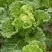 贵州高山麻叶菜帝王菜口感非常棒含水量小