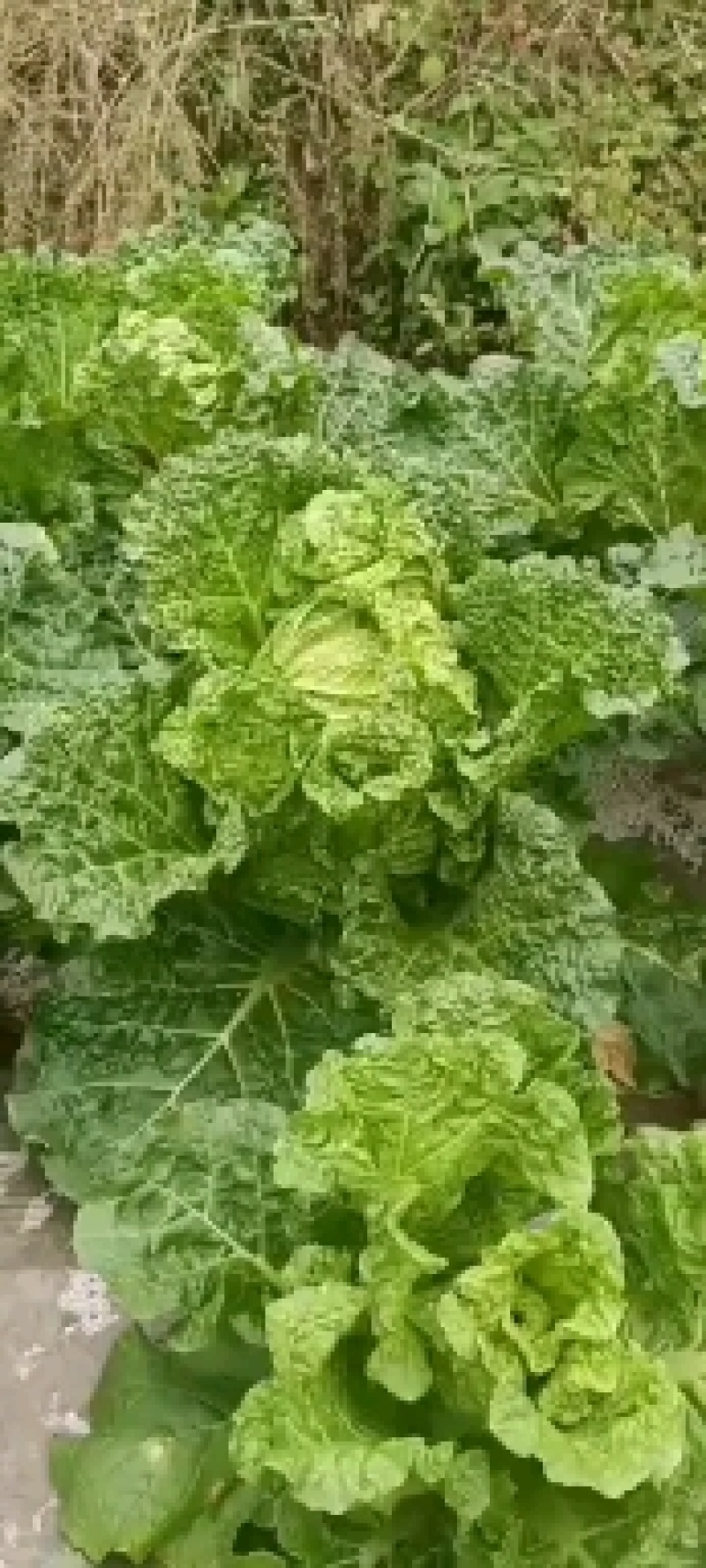 贵州高山麻叶菜帝王菜口感非常棒含水量小