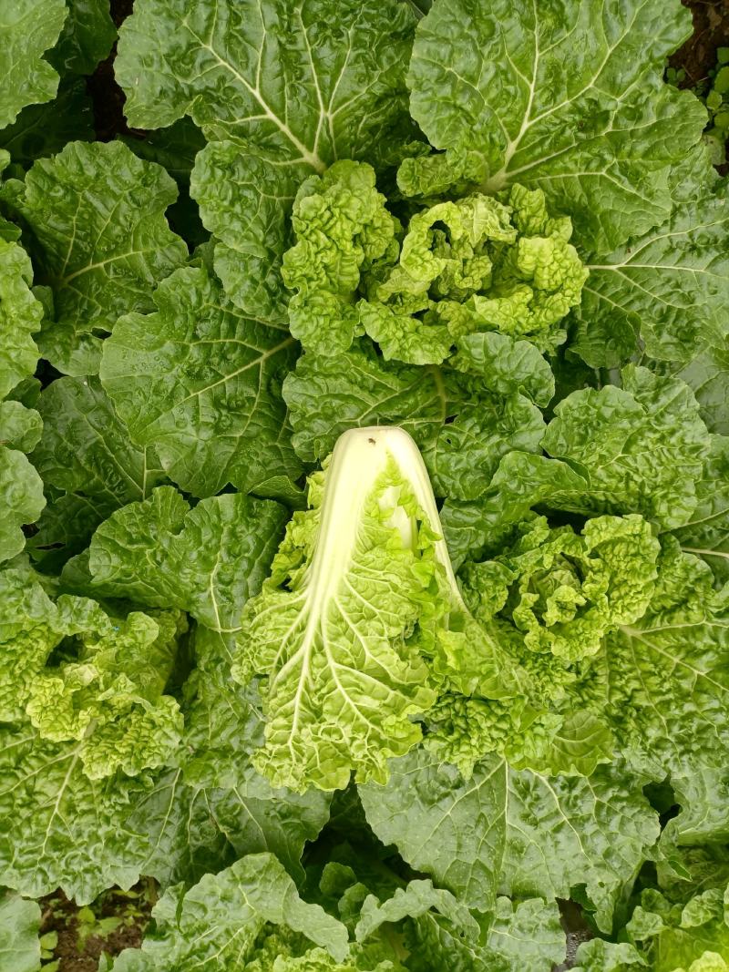 贵州高山麻叶菜帝王菜口感非常棒含水量小