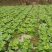 贵州高山麻叶菜帝王菜口感非常棒含水量小