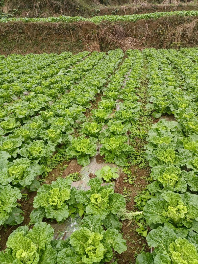 贵州高山麻叶菜帝王菜口感非常棒含水量小