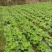 贵州高山麻叶菜帝王菜口感非常棒含水量小