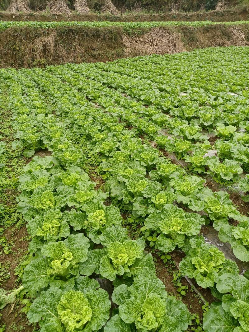 贵州高山麻叶菜帝王菜口感非常棒含水量小