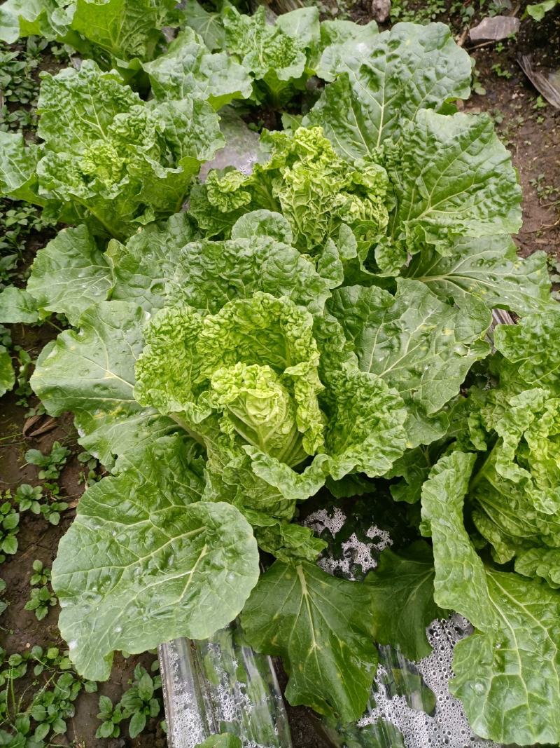 贵州高山麻叶菜帝王菜口感非常棒含水量小