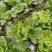 贵州高山麻叶菜帝王菜口感非常棒含水量小