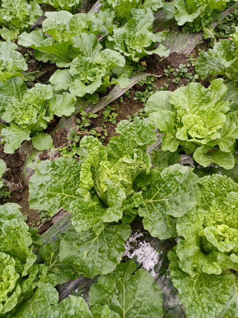 贵州高山麻叶菜帝王菜口感非常棒含水量小