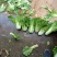 贵州高山麻叶菜帝王菜口感非常棒含水量小