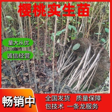 樱桃苗，大青叶，樱桃实生苗，0.3～3公分大量出售。
