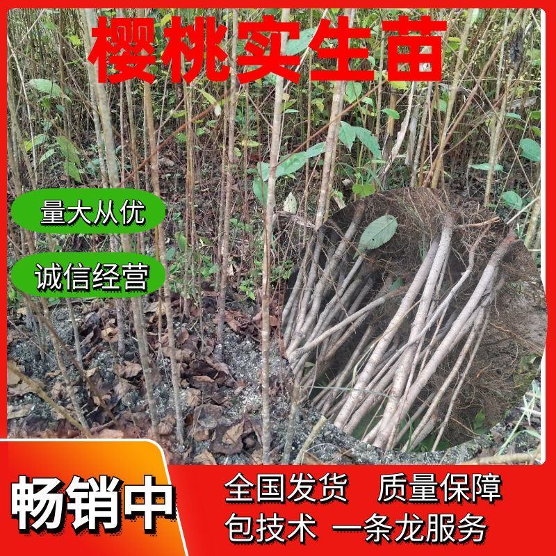 樱桃苗，大青叶，樱桃实生苗，0.3～3公分大量出售。