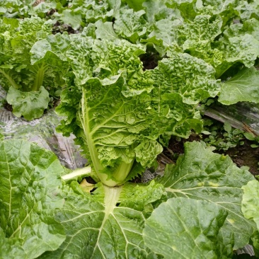 贵州高山麻叶菜帝王菜口感非常棒含水量少找长期合作的老板