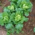 贵州高山麻叶菜帝王菜口感非常棒含水量少找长期合作的老板