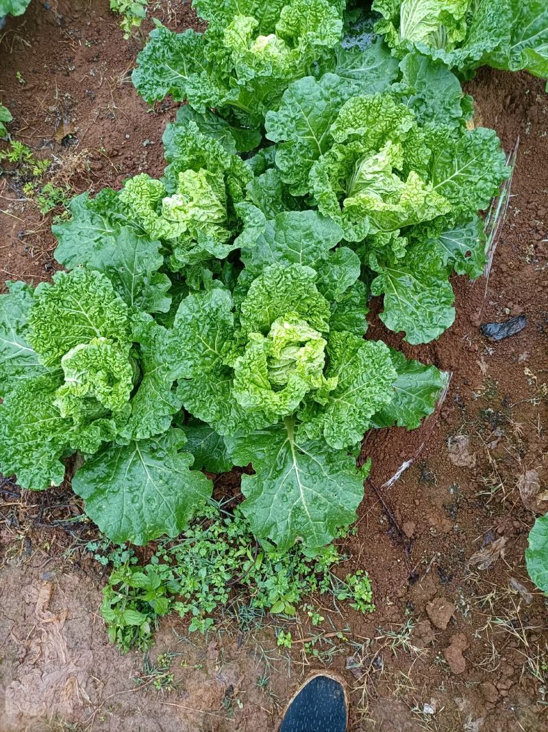 贵州高山麻叶菜帝王菜口感非常棒含水量少找长期合作的老板