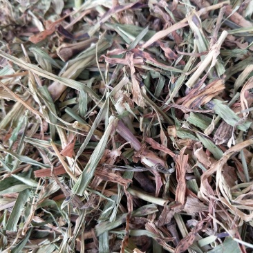 中草药具麦瞿麦草新货