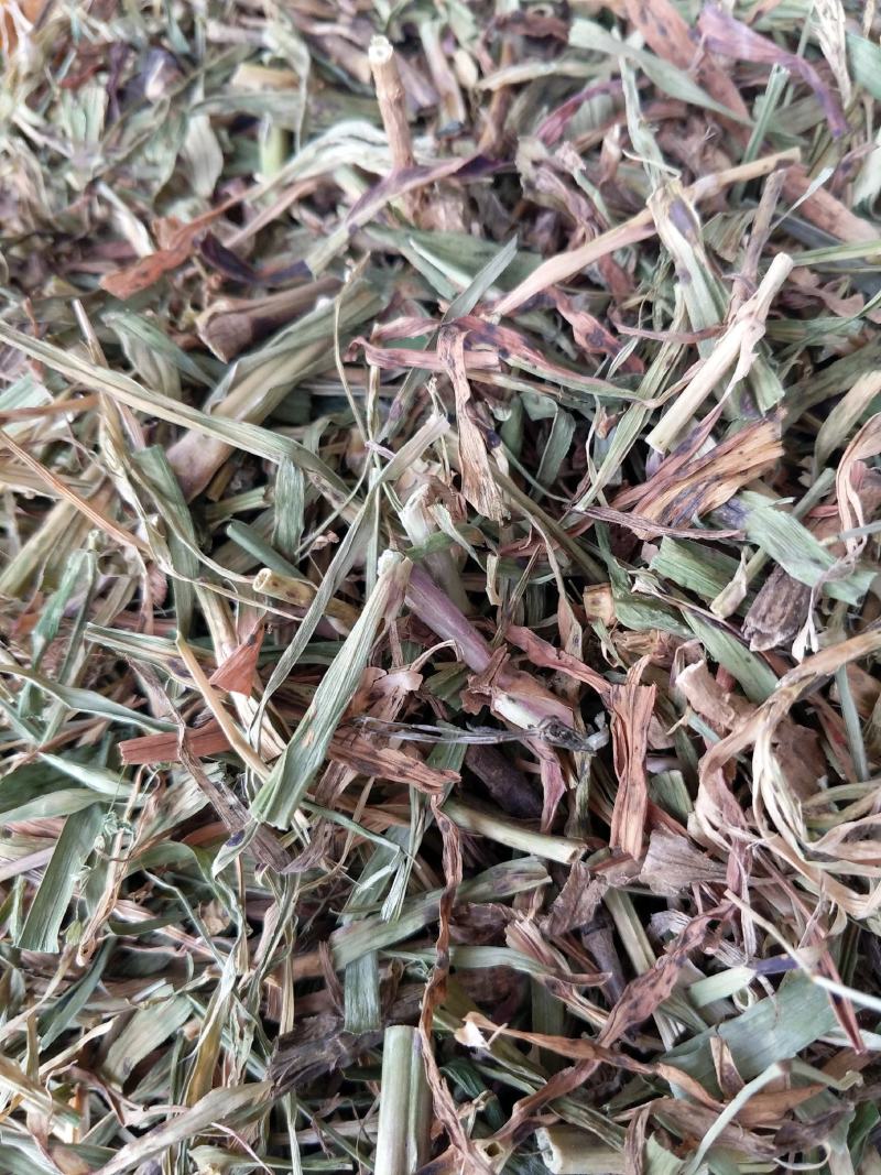 中草药具麦瞿麦草新货