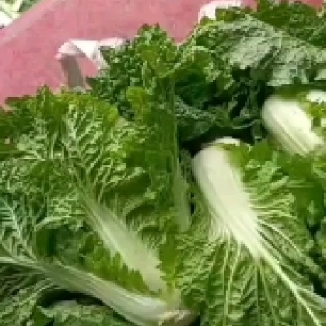 贵州高山麻叶菜帝王菜口感非常棒含水量小找长期合作的老板