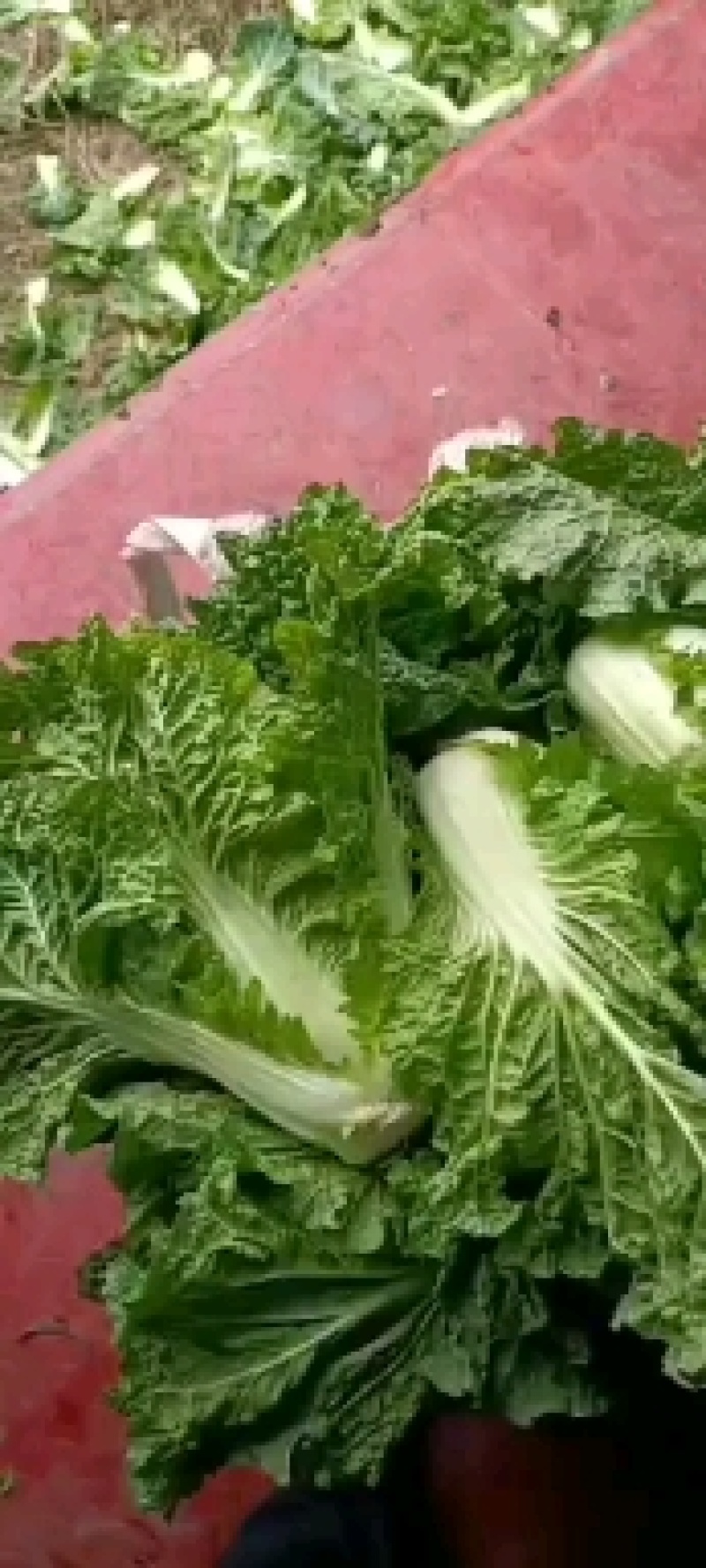 贵州高山麻叶菜帝王菜口感非常棒含水量小找长期合作的老板