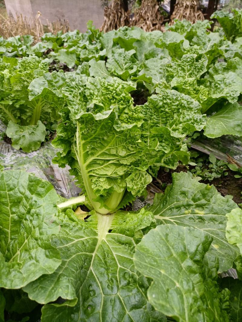 贵州高山麻叶菜帝王菜口感非常棒含水量小找长期合作的老板