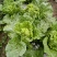 贵州高山麻叶菜帝王菜口感非常棒含水量小找长期合作的老板
