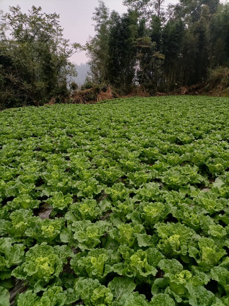 贵州高山麻叶菜帝王菜口感非常棒含水量小找长期合作的老板