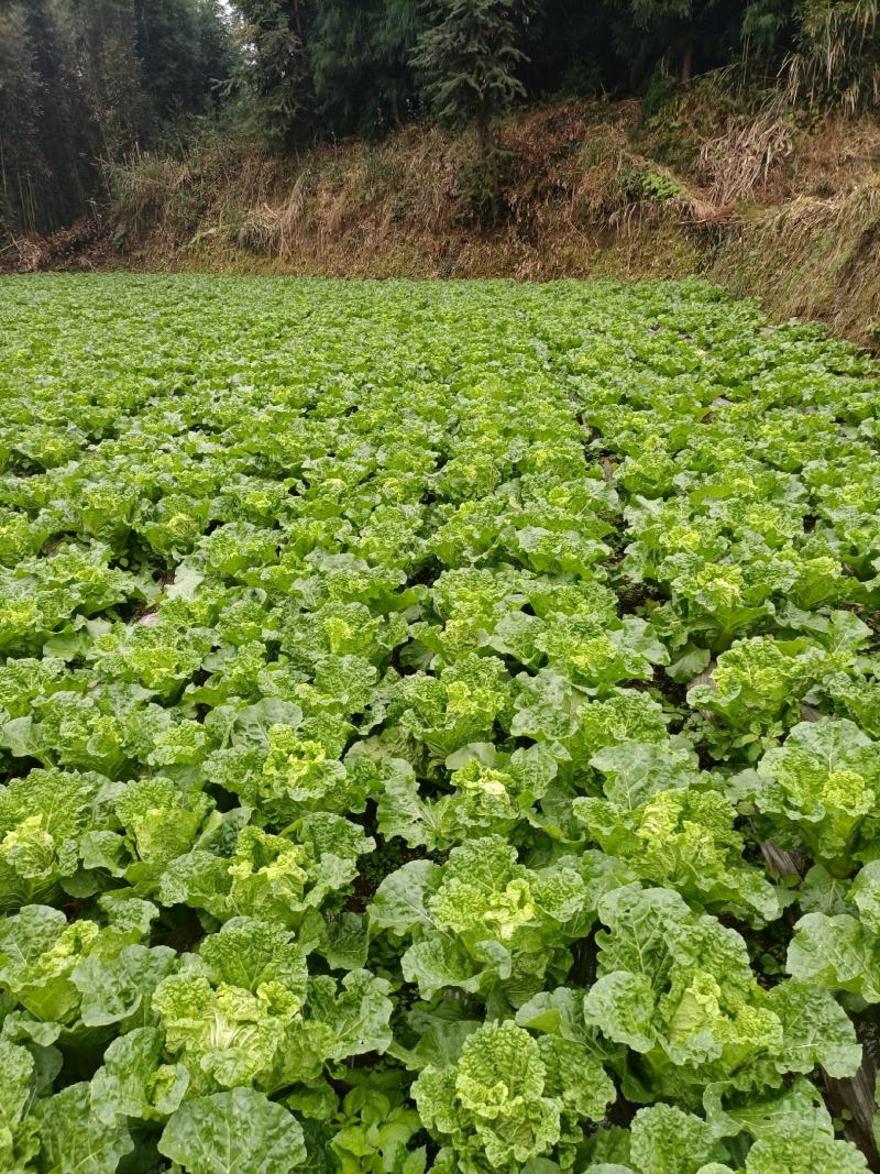 贵州高山麻叶菜帝王菜口感非常棒含水量小找长期合作的老板