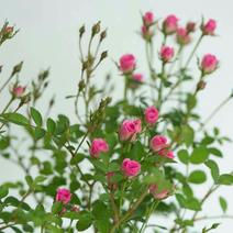 日本微型月季超微花朵小多花群开四季开花阳台盆栽超微