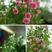 日本微型月季超微花朵小多花群开四季开花阳台盆栽超微